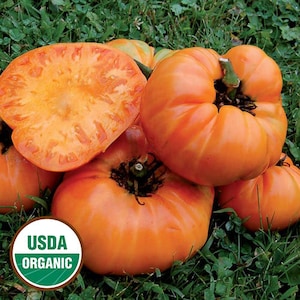 May include: A close-up of a group of orange heirloom tomatoes. The tomatoes are large and have a slightly bumpy texture. The tomatoes are sitting on a bed of green grass. The USDA Organic seal is visible in the lower left corner of the image.