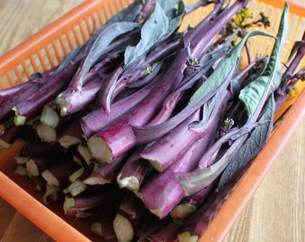 1500+ 1/8oz HongCaiTai HongTsaiTai Kosaitai seeds; Flowering Brassica; 紅菜苔