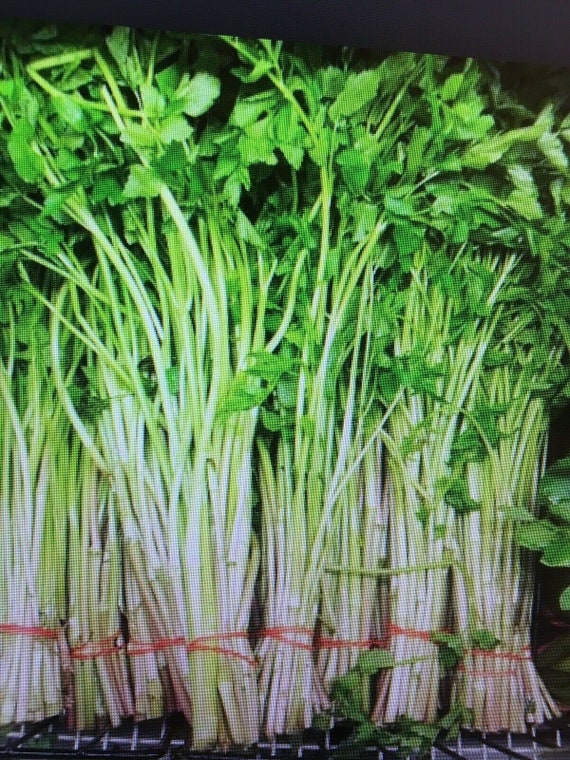 2 5g 1000 Mitsuba Wild Japanese Parsley Seeds ミツバ 三つ葉 압아근 Etsy