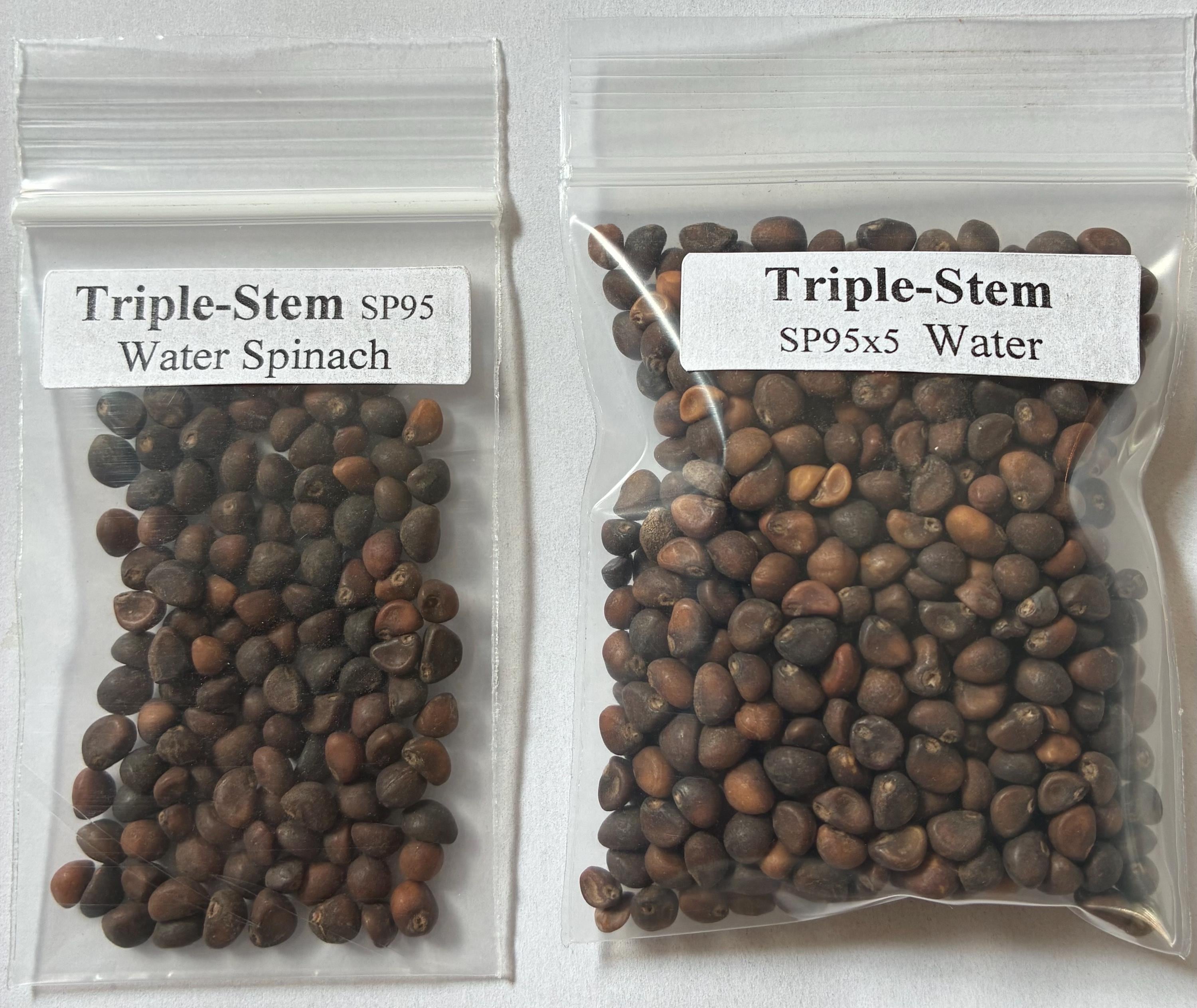 Triple-stem Water Spinach Seeds; Ong Choi; Rau Muống Ba Chạc; Rang Dong ...