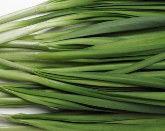 Super New Belt Chinese Garlic Chive seeds from Tokita Japan;  超新帶寬葉韮菜; Feb 2026 test date