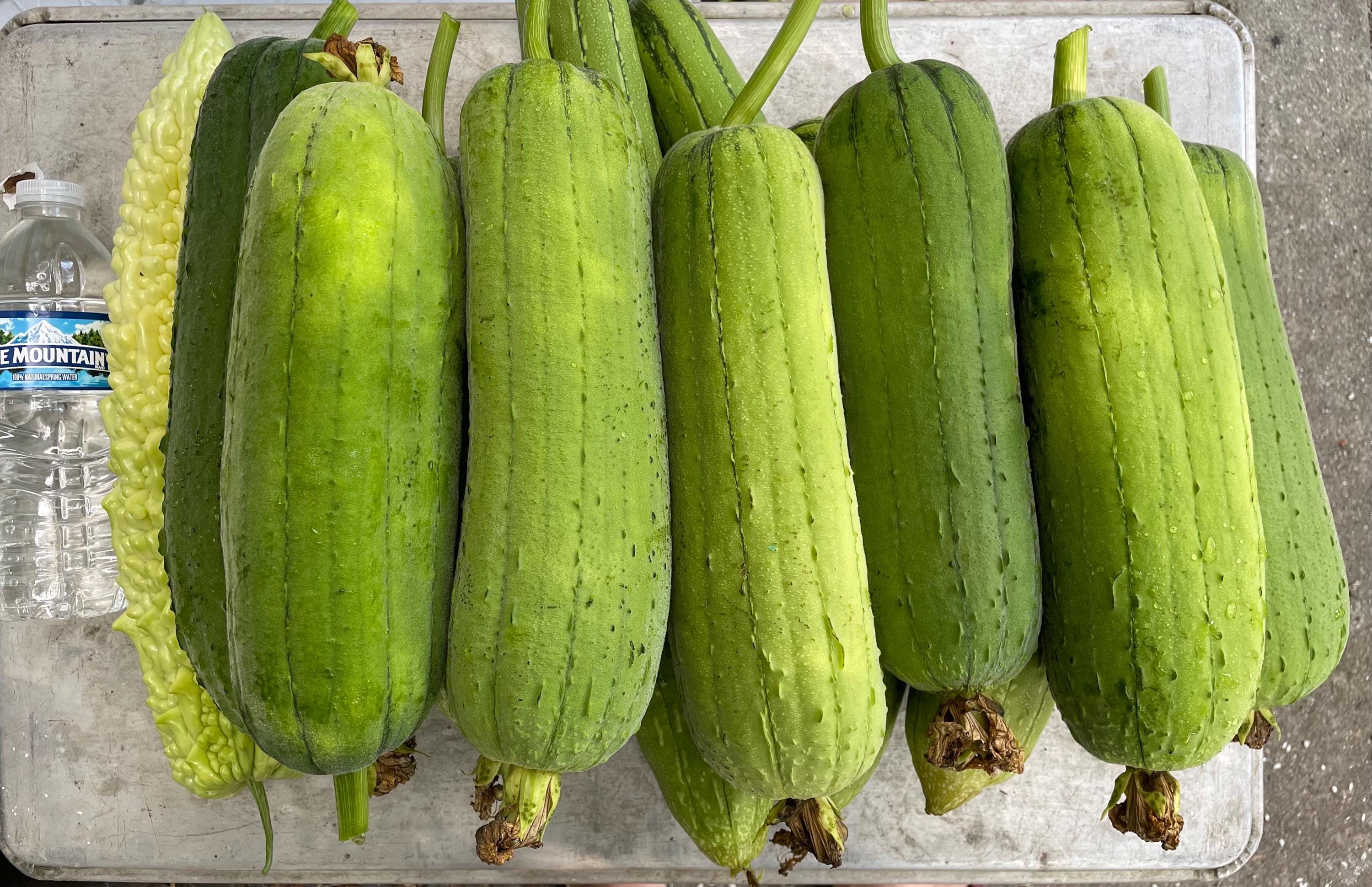 5 Elite Taiwanese Smooth Luffa Seeds;屹立圓筒絲瓜; 台灣菜瓜 ...
