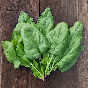 1/4-oz ~500 organic Giant Winter Spinach seeds; 大葉過冬菠菜; GIGANTE D' INVERNO