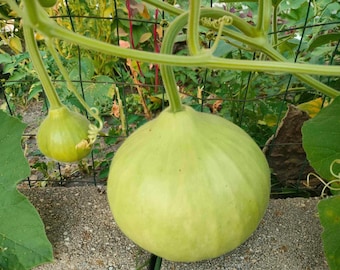 15 organic Round Lauki Indian Bottle Gourd Seeds; heirloom OP