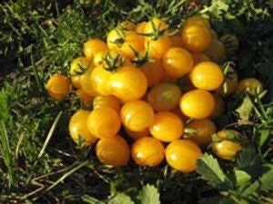 thumbnail image 2 of Seeds Of Tomorrow Blondkopfchen Tomato Seeds – 50 Organic Non-GMO, Little Blond Girl Heirloom 2 of 6