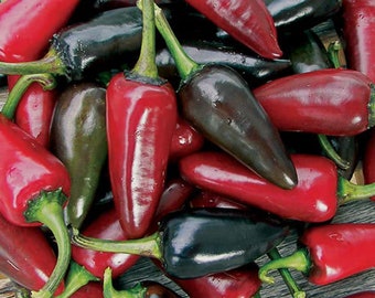 30 organic Black Hungarian Hot Pepper Seeds; Highly ornamental and useful in the kitchen