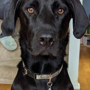 Puede incluir: Un Labrador Retriever negro con ojos marrones, que lleva un collar de patr&oacute;n marr&oacute;n y beige con una etiqueta de perro negra y blanca que dice "Belle".