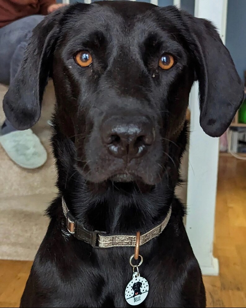 Puede incluir: Un Labrador Retriever negro con ojos marrones, que lleva un collar de patr&oacute;n marr&oacute;n y beige con una etiqueta de perro negra y blanca que dice "Belle".