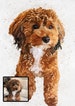 portrait from photo, pet portrait, Pet Memorial, portrait, painting from photo, custom pet portrait, pet portrait, commission portrait 