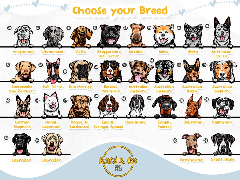 Puede incluir: Un gr&aacute;fico con ilustraciones de diferentes razas de perros. El gr&aacute;fico est&aacute; etiquetado como "Elige tu raza" e incluye los nombres de cada raza, como "Wolfhound", "Weimaraner", "Vizsla", "Staffordshire Bull Terrier", "Airedale", "Akita", "Ganado vacuno australiano", "Chesapeake Bay Retriever", "Bull Terrier", "Bull Mastiff", "Bernese Mountain", "Australian Shepherd", "Australian Shepherd", "Australian Kelpie", "Australian Shepherd", "Pastor alem&aacute;n", "Lapphund finland&eacute;s", "Dogue de Bordeaux", "Springer spaniel ingl&eacute;s", "Dachshund", "Pointer ingl&eacute;s", "Doberman", "D&aacute;lmata", "Labrador", "Labrador", "Galgo", y "Gran dan&eacute;s".