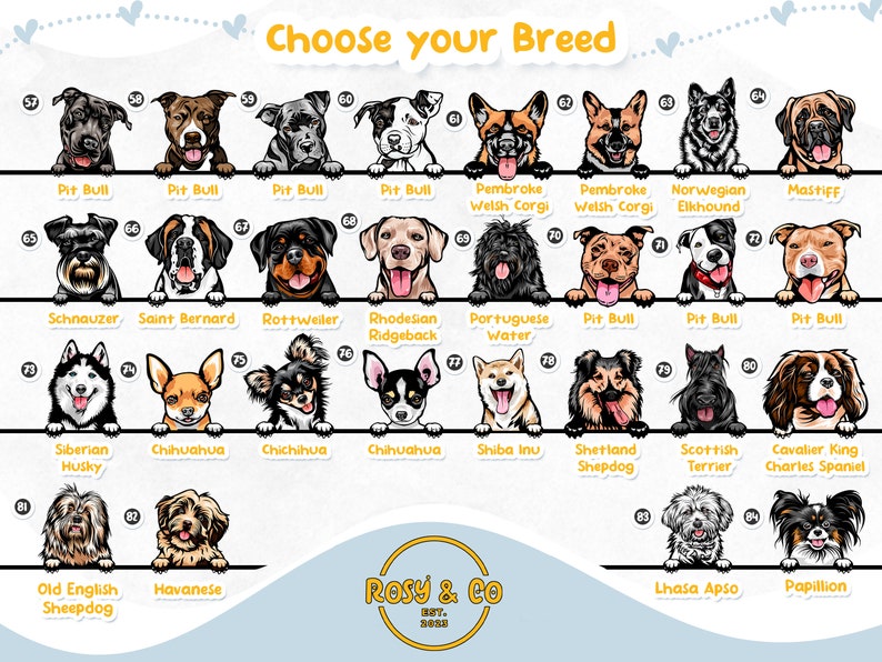 Puede incluir: Un gr&aacute;fico con ilustraciones de diferentes razas de perros. El gr&aacute;fico est&aacute; dividido en filas y columnas, con cada raza etiquetada con su nombre. Las razas incluyen Pit Bull, San Bernardo, Rottweiler, Rhodesian Ridgeback, Perro de Agua Portugu&eacute;s, Shiba Inu, Ovejero Shetland, Terrier Escoc&eacute;s, Cavalier King Charles Spaniel, Bobtail, Havan&eacute;s, Lhasa Apso, Papill&oacute;n, Schnauzer, Corgi Gal&eacute;s de Pembroke, Elkhound Noruego, Mast&iacute;n, Chihuahua y Husky Siberiano.