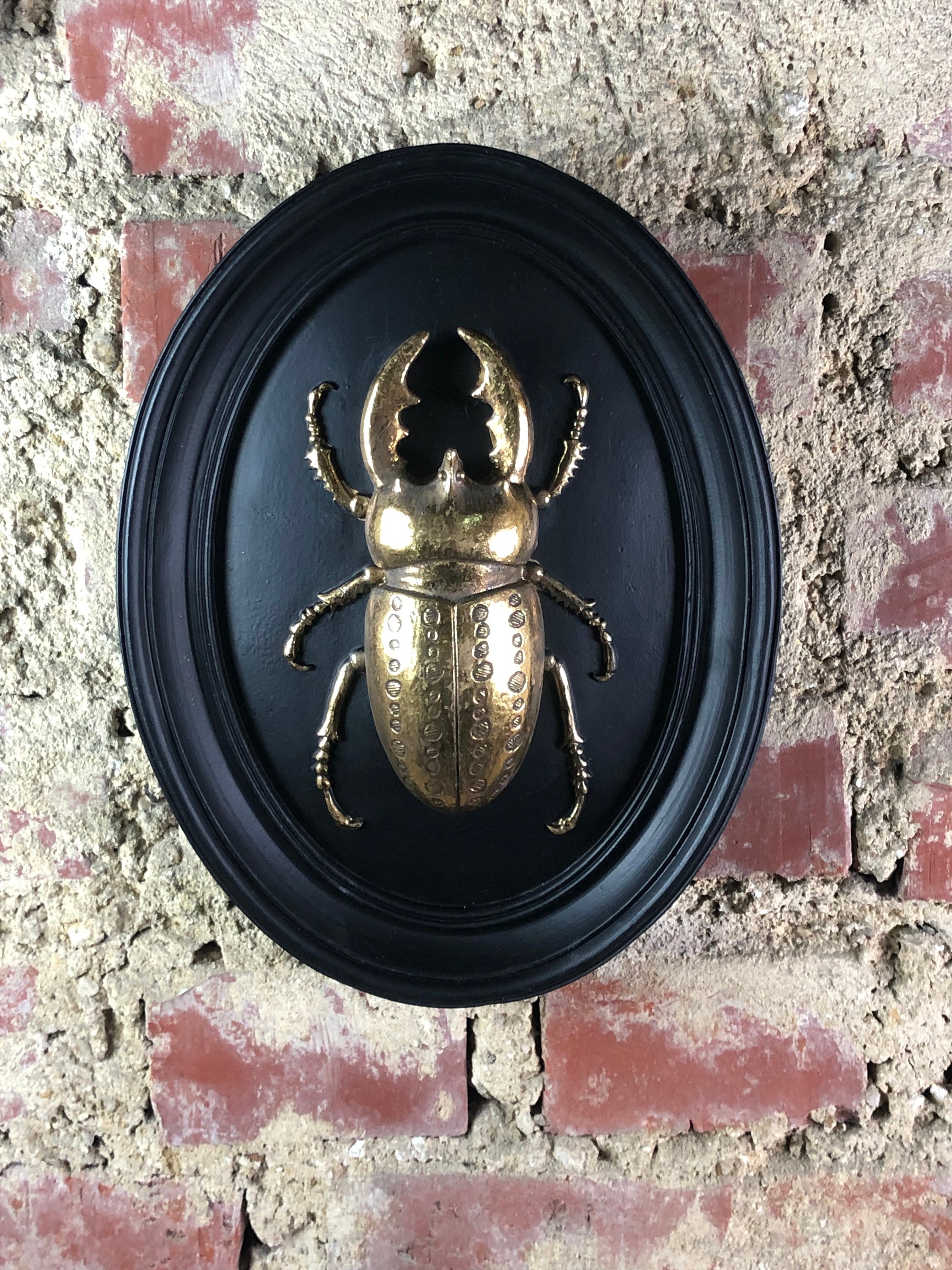 Cadre Noir Scarabée Lucane Doré 27 X 21 cm