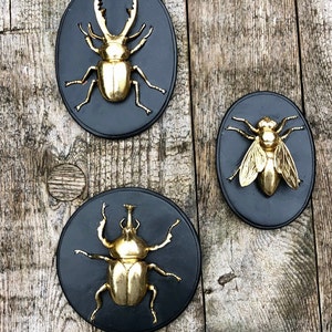 Set of 3 small decorative insect frames