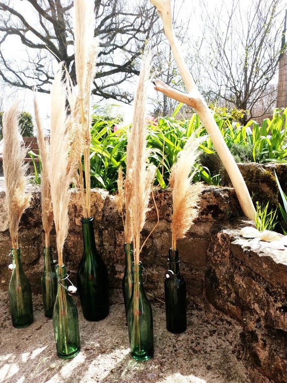 Dried Natural Pampa Herb And Its Bottle