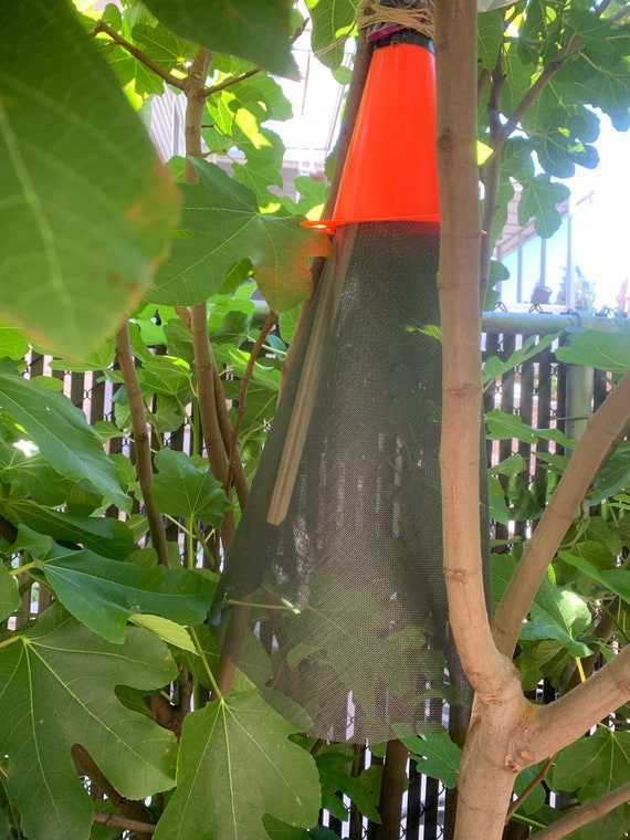 How To Make A Lantern Fly Trap Spotted Lanternfly Homemade Trap Outdoor Garden Tree - Etsy