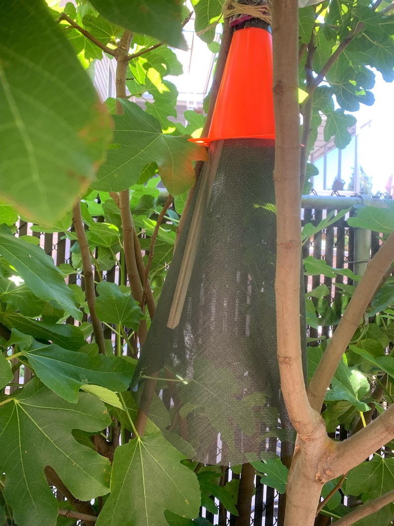 Spotted Lanternfly Homemade Trap Outdoor Garden, Tree Protection Etsy