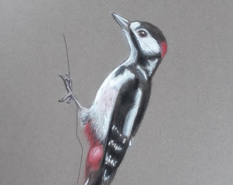Woodpecker Original Pastel drawing A4 Artwork