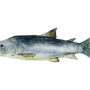 Carte Poisson Bleu