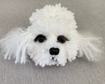 champagne toy poodle