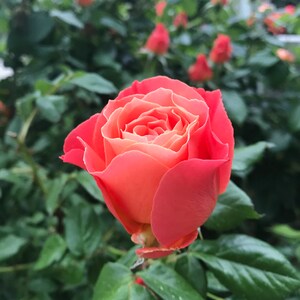 Sortimento (20 cartas): Natureza, Praias, Flores