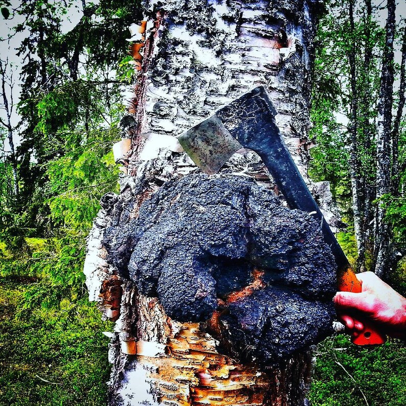 1 Lb 450 gr Dried Chaga Mushroom Chunks Wild Harvested