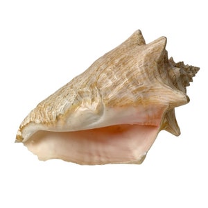 Vintage conch shell 4.5”x8” coastal decor beach house boho sea nautical