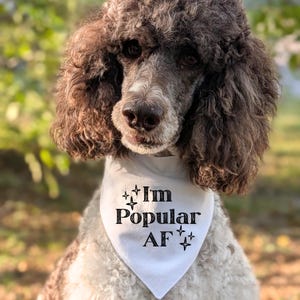 Funny Scrunchie Dog Bandana I&#39;m Popular AF Pet Accessory for Dogs Cute Dog Collar Cover Gift for Dog Moms Stylish Dog Bandana Slip On