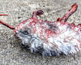 Roadkill Opossum