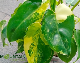 Philodendron "little Apple" Variegated TC Plantlet Grower's Choice *in  Stock* - Etsy