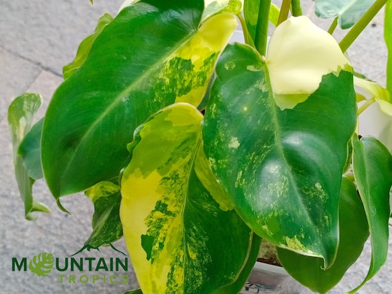 digestive plant Enzyme Supplements for Digestion
