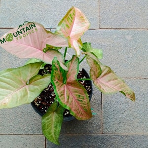 SYNGONIUM PINK FLECKED  - Free International Shipping