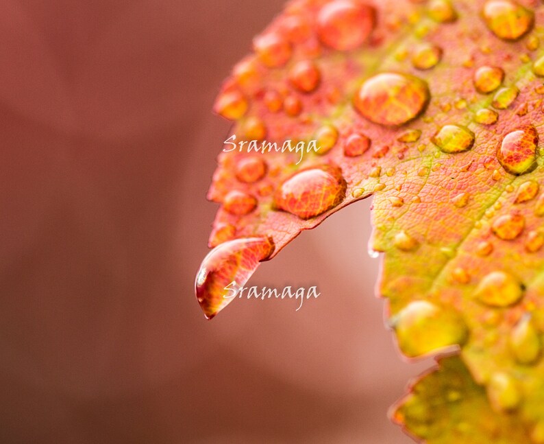 Autumn Blaze Photo Bridesmaid Gift, Mothers Day Gift for Swedish