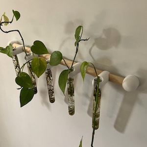 May include: A wall-mounted plant propagation station featuring a horizontal light-coloured wooden rod held by white brackets. Five clear glass test tubes are suspended from the rod, each containing water and a green pothos plant with visible roots.