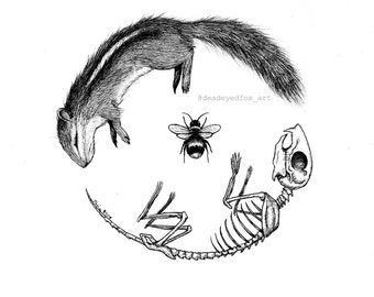 Chipmunk Skeleton | Etsy