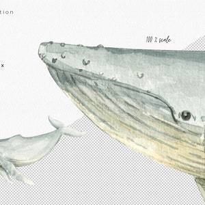 Op de afbeelding: Waterverf schilderij van twee bultruggen. De grotere walvis kijkt naar de rechterkant van het beeld en de kleinere walvis kijkt naar de linkerkant van het beeld. Beide walvissen zijn geschilderd in grijstinten en blauw.