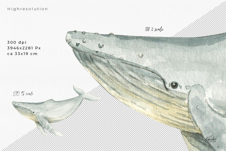 Op de afbeelding: Waterverf schilderij van twee bultruggen. De grotere walvis kijkt naar de rechterkant van het beeld en de kleinere walvis kijkt naar de linkerkant van het beeld. Beide walvissen zijn geschilderd in grijstinten en blauw.
