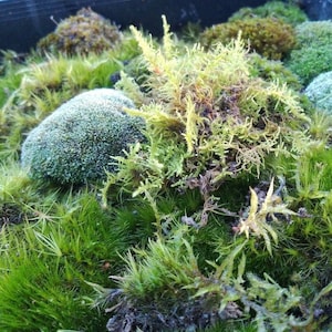 May include: A close-up of a variety of green mosses, including a light green moss with a round shape, a darker green moss with a more textured surface, and a yellow-green moss with a feathery texture.
