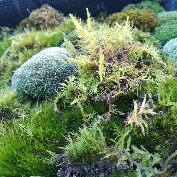 Terrarium Moss Mix for Terrarium Kit 5 Species