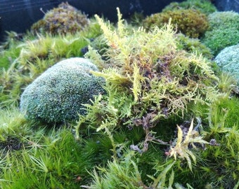 Terrarium Moss Mix for Terrarium Kit 5 Species