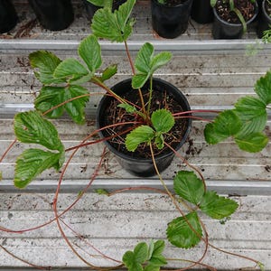 Heirloom Giant STRAWBERRY 1 Healthy Mature Plant in Soil