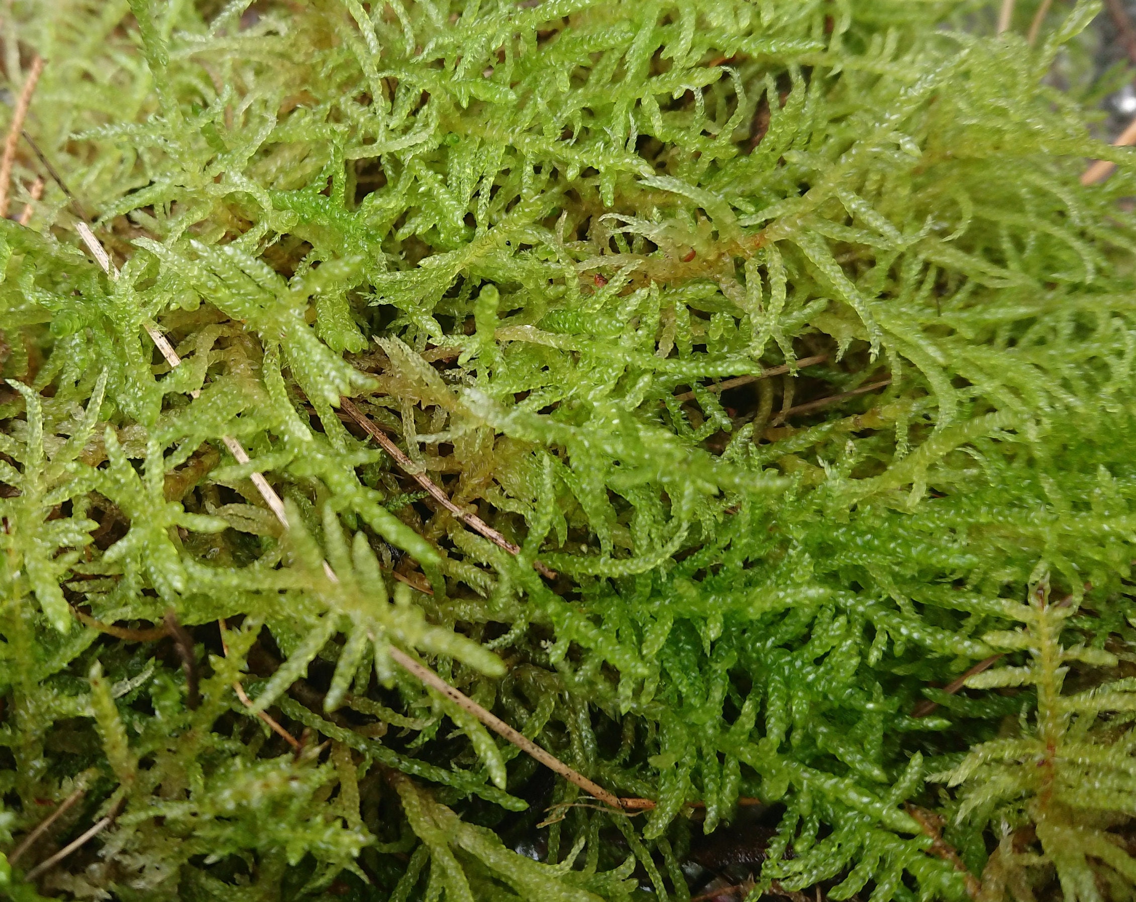 Sphagnum Bonsai Terrarium Pack Live Moss Kokedama Etsy Australia