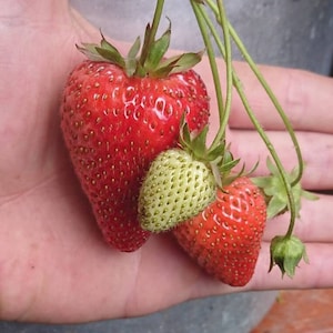 Heirloom Giant STRAWBERRY 3 Mature Healthy Plants In Soil & Bagged