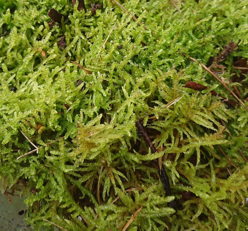 Sphagnum Bonsai Terrarium Pack Live Moss Kokedama Etsy Australia