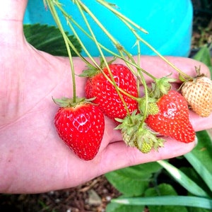 Heirloom Giant STRAWBERRY 2 Healthy Mature Plants
