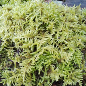 Sphagnum Bonsai Terrarium Pack Live Moss Kokedama Orchids Sandwich Bag