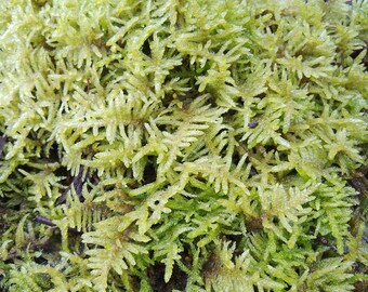 Sphagnum Bonsai Terrario Pack Musgo Vivo Orquídeas Kokedama Bolsa Sándwich