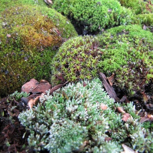 Mixed Live Moss [Multiple Sizes] (Terrarium, Vivarium, Fairy Garden, Home Decor, Modeling) INTERNATIONAL DELIVERY