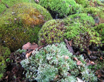 Musgo vivo mixto [Varios tamaños] (Terrario, vivario, jardín de hadas, decoración del hogar, modelado) ENVÍO INTERNACIONAL