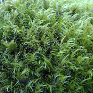 May include: Close-up of a patch of vibrant green moss with long, thin blades. The moss appears soft and lush.