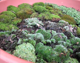 Live Terrarium Moss Mix